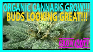 Organic Cannabis Grow!!! Buds Looking Great!!!