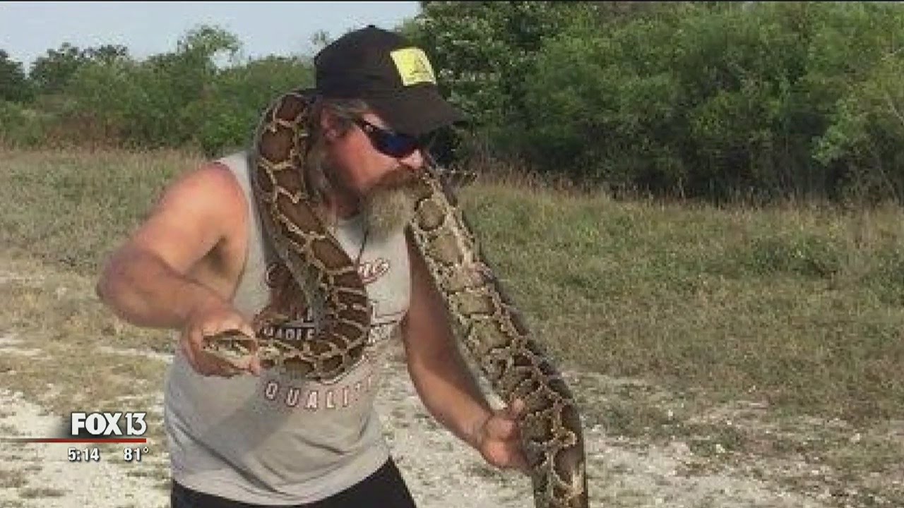 Florida's python hunters prepare for season YouTube