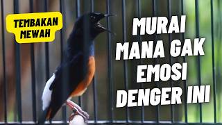 MURAI BATU GACOR FULL ISIAN TEMBAKAN KASAR MEWAH AMPUH MEMANCING MURAI BATU EMOSI BONGKAR ISIAN