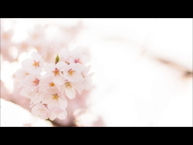 桜の季節ATSUSHI