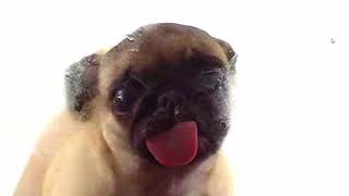 Pet Niva - Pug Lambendo Tela