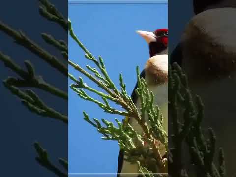 غناء حسون علي الشجرة في الطبيعة 