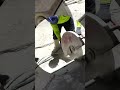 Watch us slice through concrete slabs like butter! 🧈