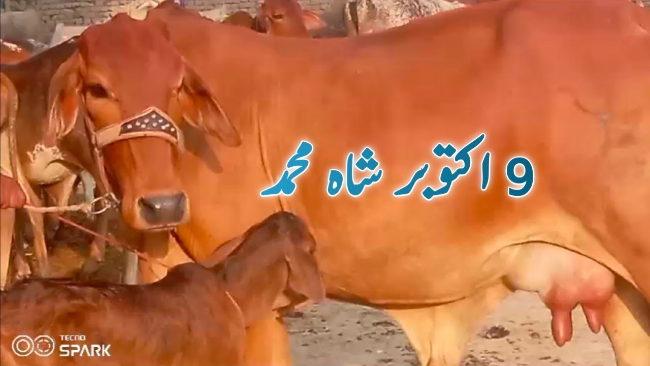 Heavey milking Cows for Sale in pakistan at best price YouTube