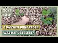 Endlich Regen nach 6 Wochen Trockenheit - Was hat überlebt? | Sortengarten | VLOG 12.08.2023
