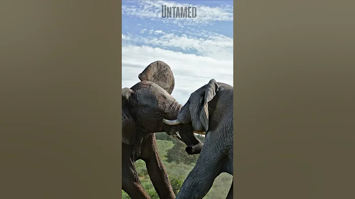 Zebra Audiobook Jill Wallace