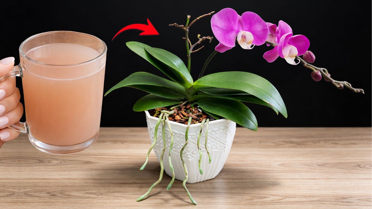 2 чашки в месяц для орхидей – стимулируют укрепление корней и естественное цветение.