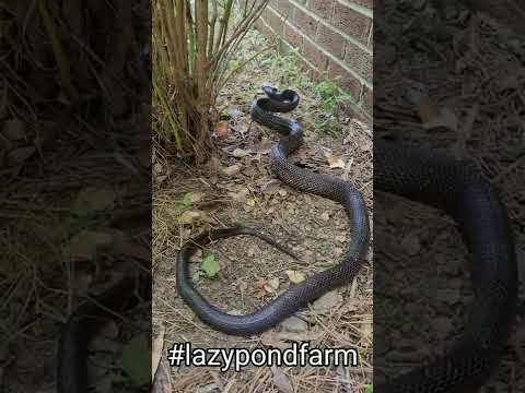 Video: Se poate reproduce un șarpe negru cu un șarpe cu clopoței?