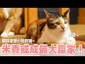 【好味小姐】米香或成最大贏家！貓咪涼感小物評測｜好味貓日常EP82