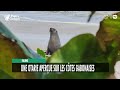 [#Reportage] Gabon : une otarie aperçue sur les côtes gabonaises