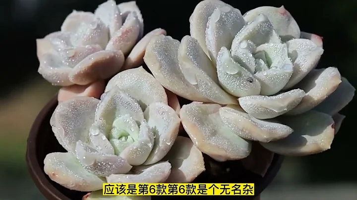 盘点9款颜值特别高的多肉，很多肉有看了一眼就被种草，简直太爱 - 天天要闻