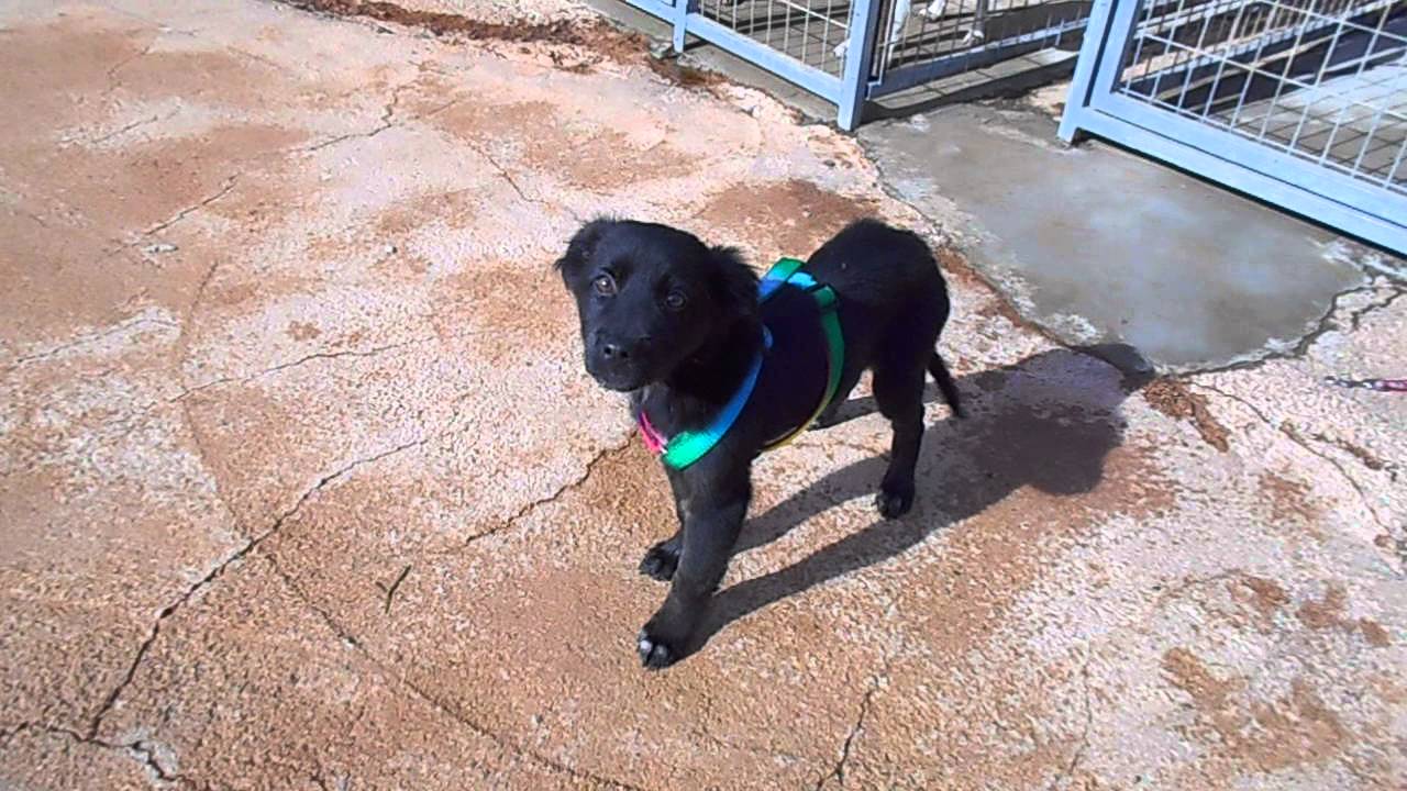 Eddy, ein Hund in Not aus dem Tierschutz YouTube