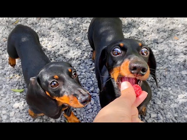 Dachshunds eat raspberries from the garden.