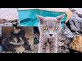 A Chartreux cat mother cat abandoned on a rainy day with her six kittens.