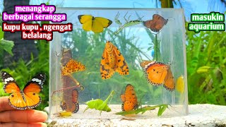 BERBURU SERANGGA .. KUPU KUPU WARNA WARNI BELALANG MASUKIN AQUARIUM