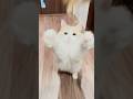 猫じゃらし#猫 #cat #shorts