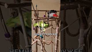 Вот такая дружба. Как ваши птицы уживаются между собой? #parrot #попугай #амазон #жако #птицы #angry