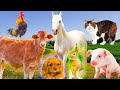 Nourriture pour animaux de la ferme  vaches poules chats chiens canards  instants animaux