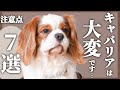 【キャバリア】飼うのは大変…⁉︎実際に暮らしてみて感じた大変なこと・注意点７選