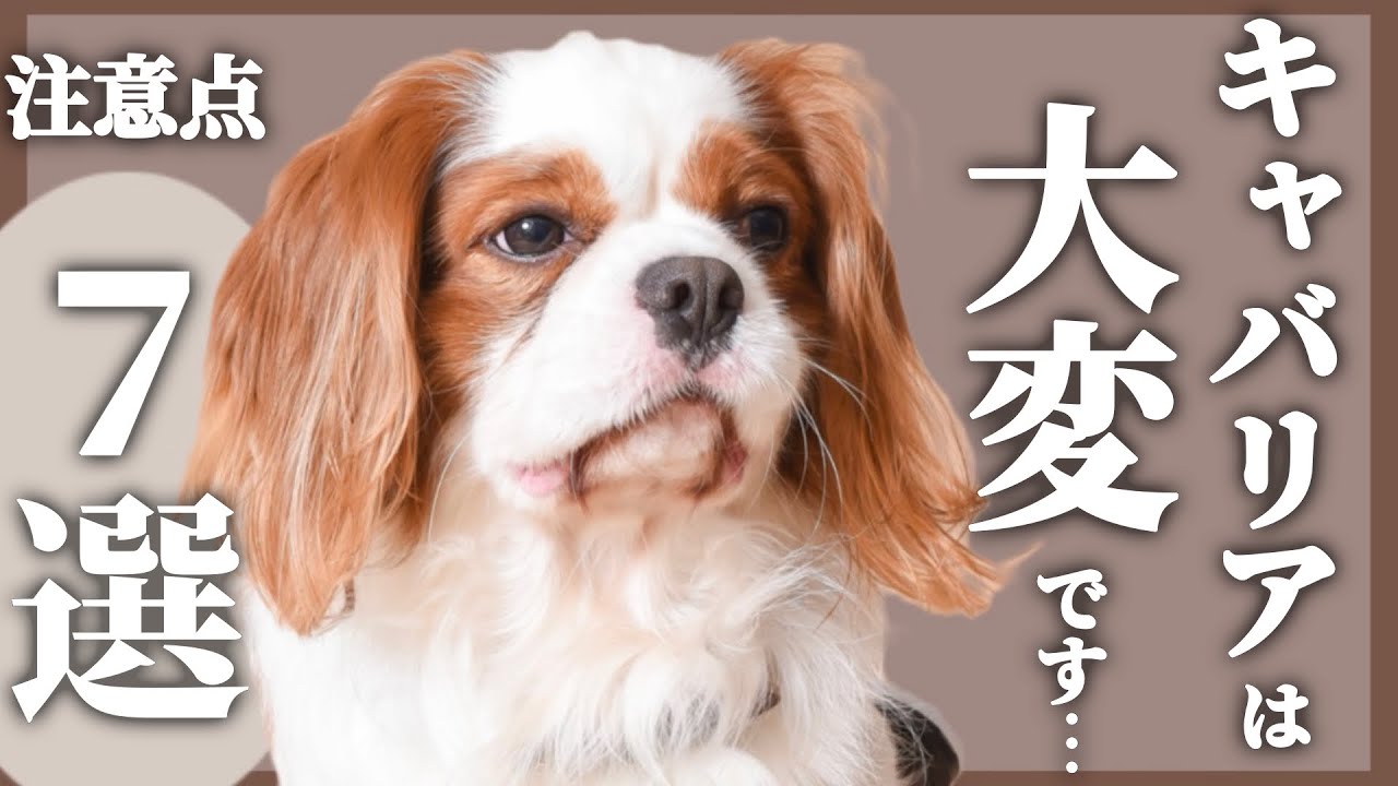 【キャバリア】飼うのは大変…⁉︎実際に暮らしてみて感じた大変なこと・注意点７選