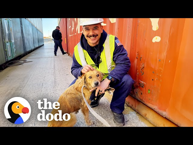 Coast Guards Rescue Dog Trapped In Shipping Container | The Dodo class=