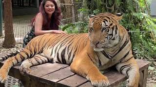 Inside Tiger Park Pattaya Thailand Series Episode 1