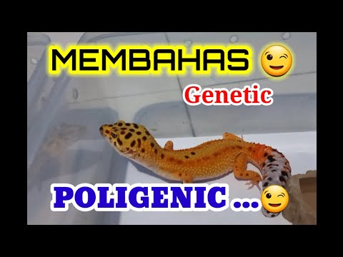 MEMBAHAS GENETIC POLYGENIC PADA LEOPARD GECKO.