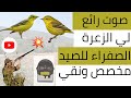 صوت رائع لعصفور الزعرة الصفراء للصيد مخصص ونقي لاجهزة Mp3 Rayan Hunter صوت رائع لعصفور الزعرة الصفراء للصيد مخصص ونقي لاجهزة Mp3 Rayan Hunter
