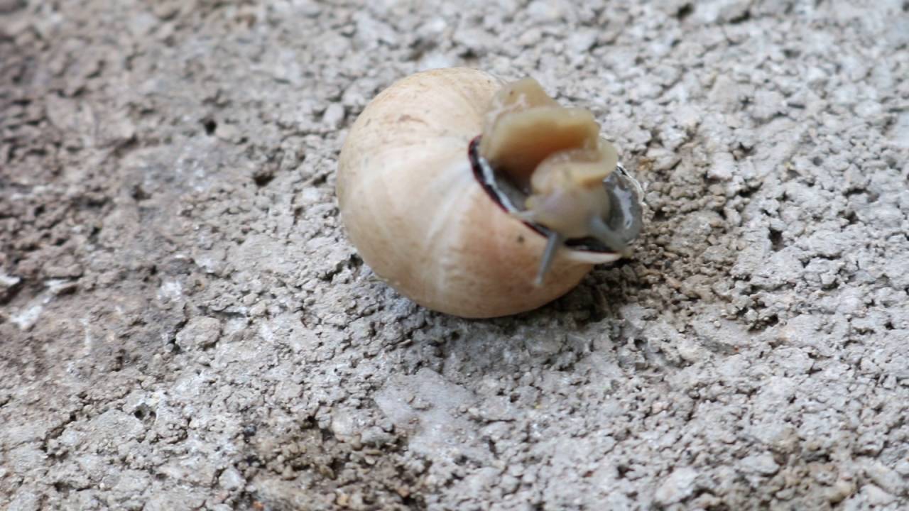 god's creation Snail