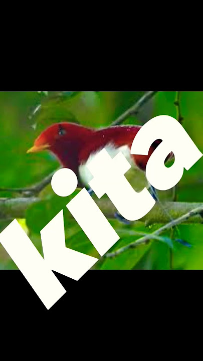 burung cendrawasih belah rotan