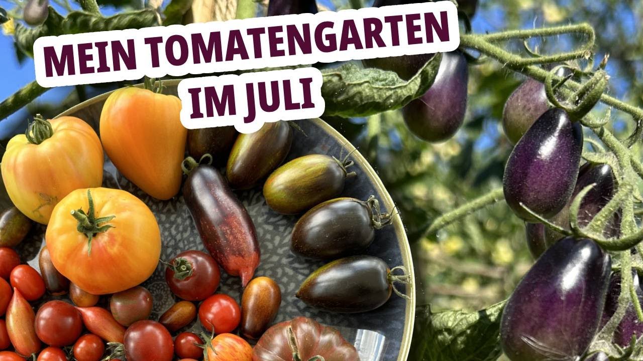 Mein Tomatengarten im Juli - Tomaten im Freiland anbauen