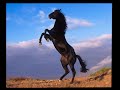 LA HISTORIA DEL CABALLO QUE CAYO EN EL POZO - HISTORIA MOTIVADORA