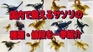 【サソリ特集】日本で入手可能な毒生物サソリの値段と特徴を一挙紹介！