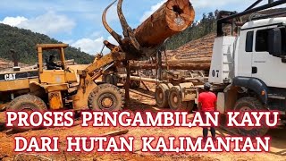 Kayu Hasil Hutan Kalimantan Dari Penebangan Hingga Di Ekspor