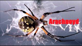 Arachnoyd- Magnum