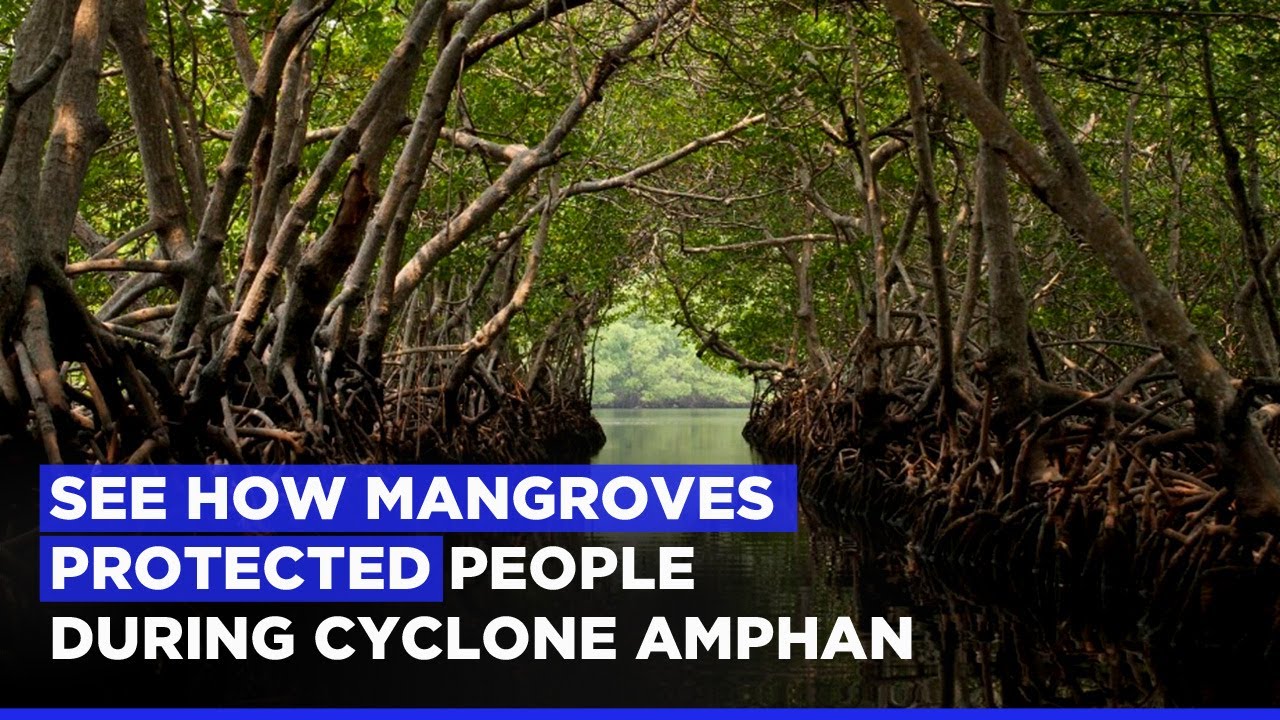 Cyclone Amphan At The Least 1012 Feared Killed As Of Now Cyclone Amphan At The Least 1012 Feared Killed As Of Now