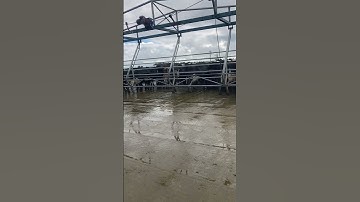cows backing gate during milking #cow #dairyfarming #animals #shorts #shortvideo
