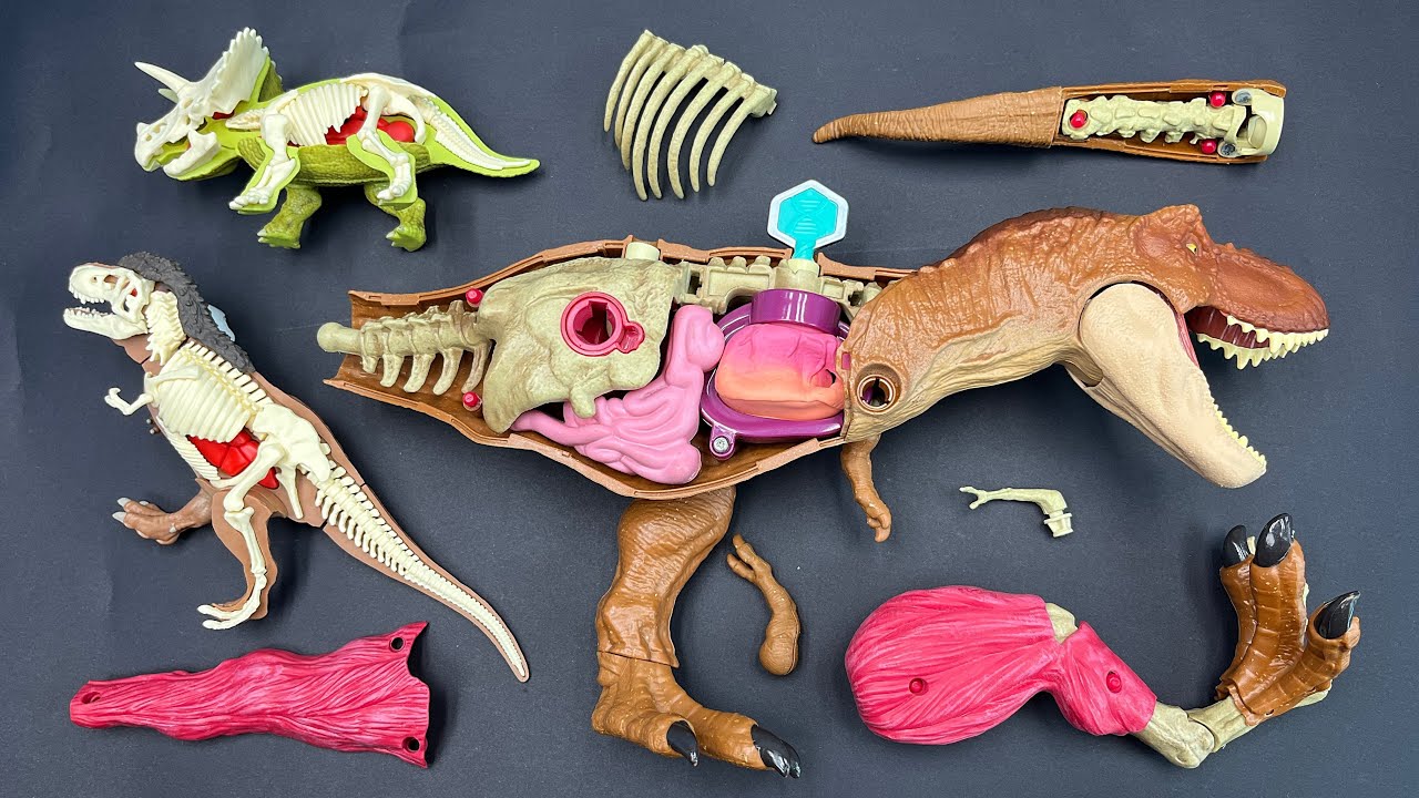 3 Dinosaur Anatomy Playset Tyrannosaurus Rex Triceratops 공룡 해부