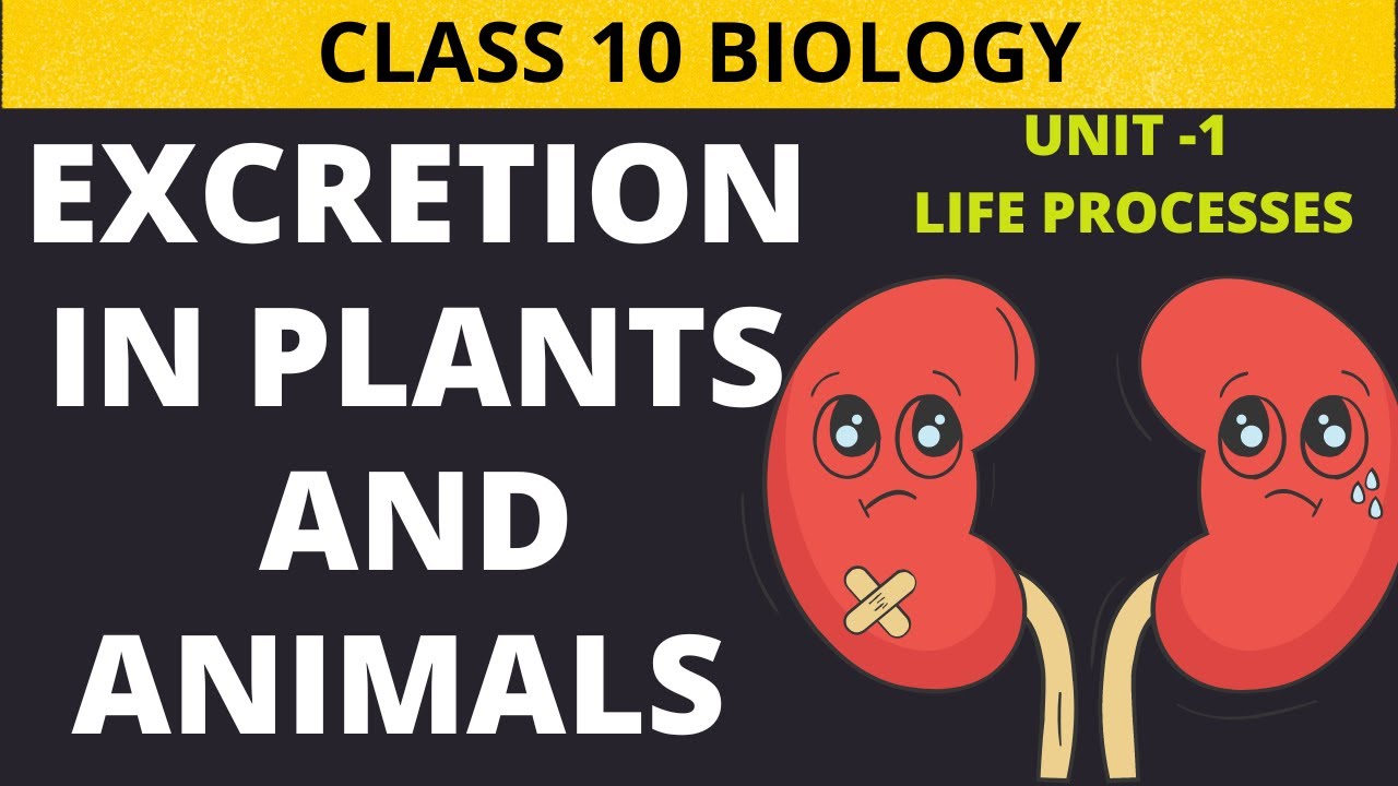 Class 10th Biology Excretion in animals and plants Nephron How