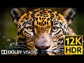 Dolby Vision 🌿 Wildlife 12K HDR 120fps in 2024 (EXTREME COLORS)