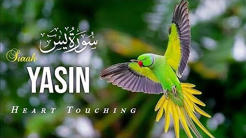 Surah Yaseen | Surah Rahman | سورة ياسين | सूरह यासीन  Episode - 00149 | Daily Quran tilawat