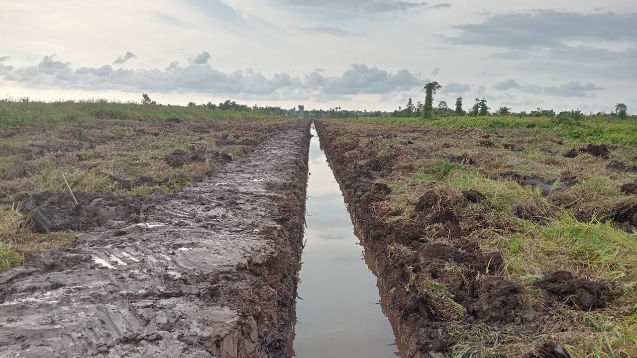 Proses pembukaan lahan sawit mengunakan alat berat