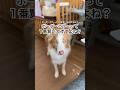 なぜボーダーコリーは飼うのが難しいのか
