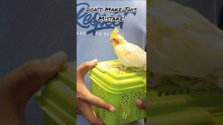 Never Keep Different Species Parrots Together | Every Bird Owner Must Watch! 🦜