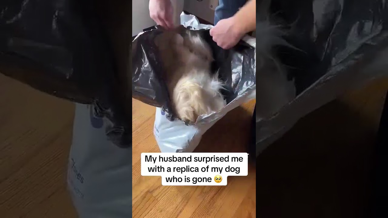 Момент, когда она видит своего питомца в обнимающем клоне 😭🐾 