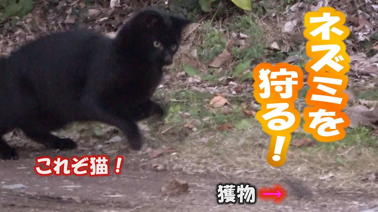 狐と狸と猫が来る家DAY35（午後編） 子猫がネズミを狩ります！保護猫の日常に密着しました。