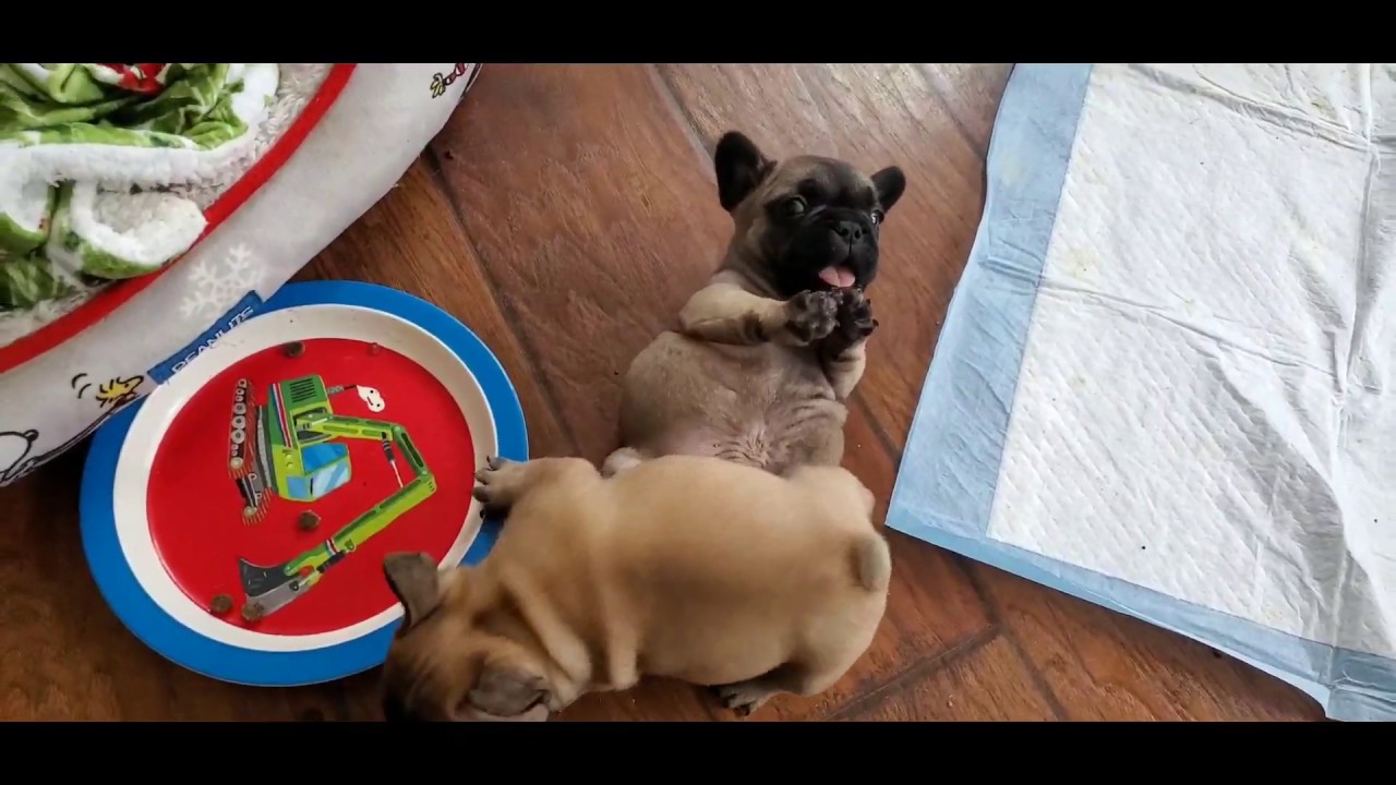 Frenchie food fight at Magnum French Bulldogs - YouTube