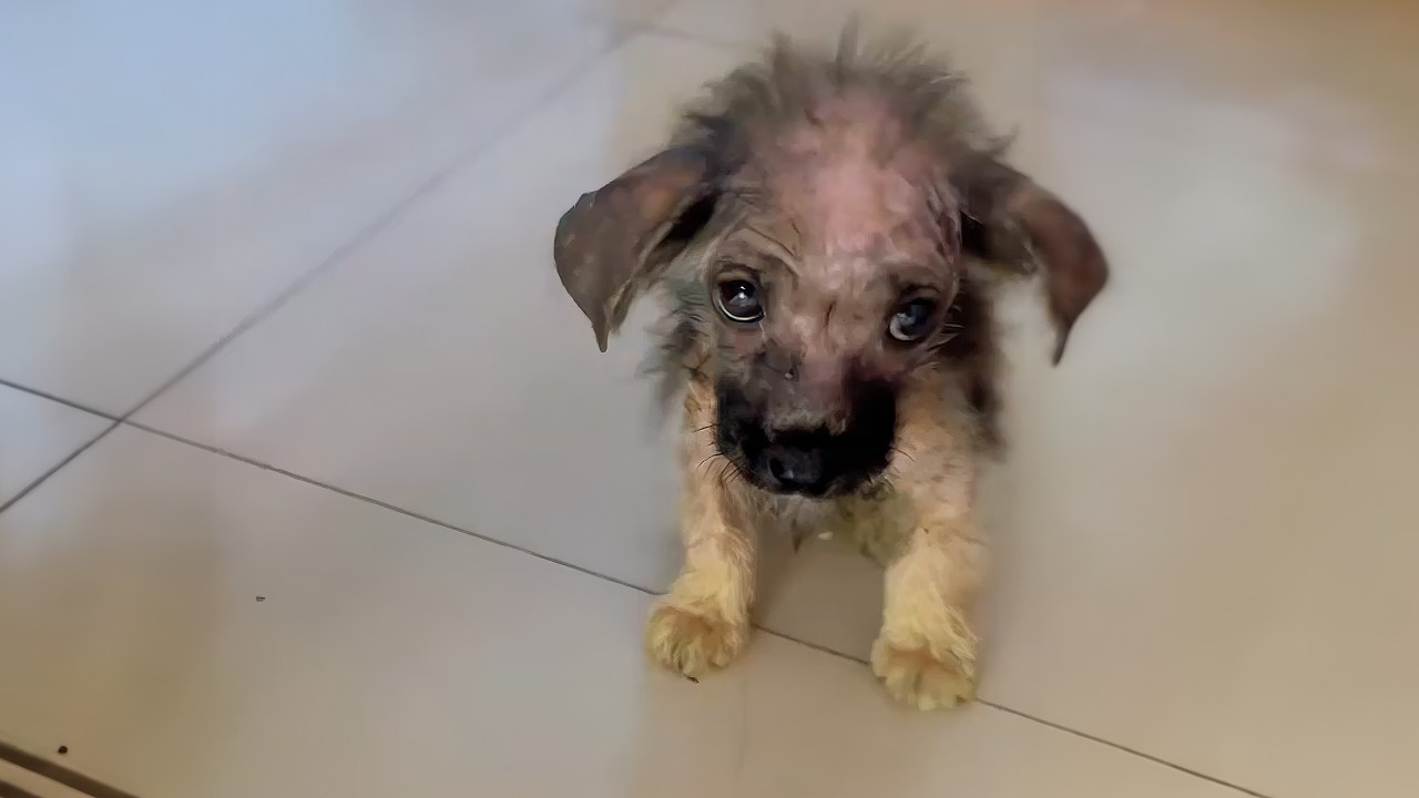 Brokenhearted Stray Pup Runs Up To Woman And Asks Her To Save Him