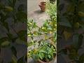beautiful chillies