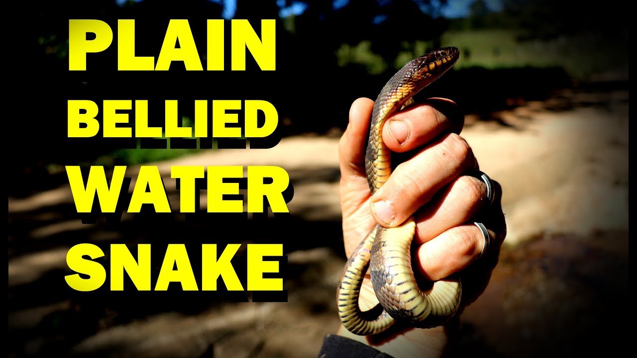 camera iphone 8 plus apk PLAIN BELLIED WATER SNAKE (Nerodia erythrogaster) - The Daily Snake